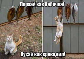 Субботний котопост