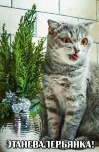 Субботний котопост