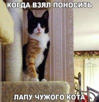 Субботний котопост