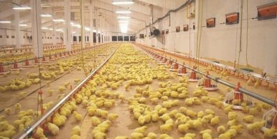 Такие толстенькие комочки!!!