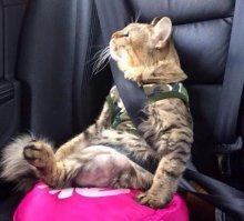 Субботний котопост