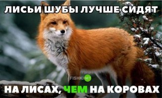 Свежая подборка лис из инстаграма