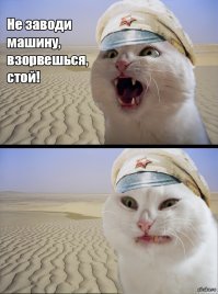 Субботний котопост