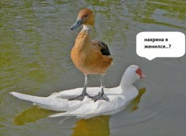 Смешные картинки
