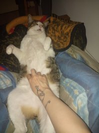 Субботний котопост