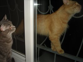 "Заведи кота, будет весело", говорили они: 25 котов, которым плевать на всё