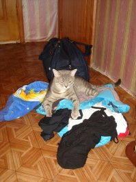 "Заведи кота, будет весело", говорили они: 25 котов, которым плевать на всё