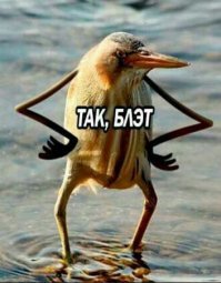 Если бы у птиц были руки, то это было бы невероятно весело