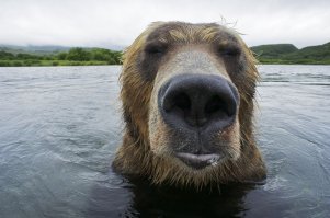 Бурые медведи Камчатки глазами фотографа Сергея Горшкова