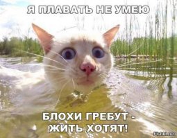 Котопост