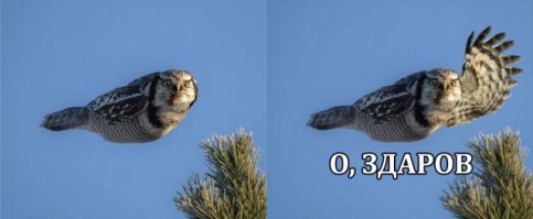 Если бы у птиц были руки, то это было бы невероятно весело