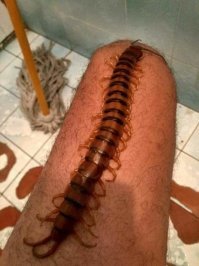 Дважды обосрался