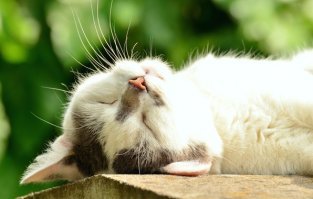 Кошки, которые ждут тепла больше, чем кто-либо