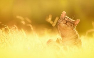 Кошки, которые ждут тепла больше, чем кто-либо
