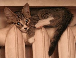 Кошки, которые ждут тепла больше, чем кто-либо