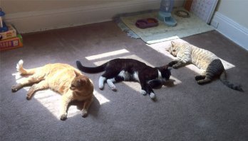 Кошки, которые ждут тепла больше, чем кто-либо