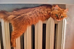 Кошки, которые ждут тепла больше, чем кто-либо