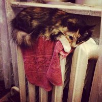 Кошки, которые ждут тепла больше, чем кто-либо