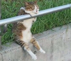 Котопост