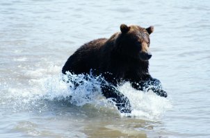 Бурые медведи Камчатки глазами фотографа Сергея Горшкова