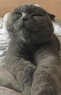 Котопост