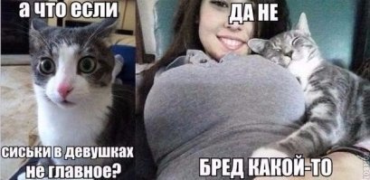 Кошки, которые ждут тепла больше, чем кто-либо