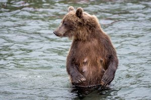 Тема сисек не раскрыта.