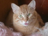 "Заведи кота, будет весело", говорили они: 25 котов, которым плевать на всё