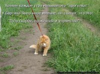 "Заведи кота, будет весело", говорили они: 25 котов, которым плевать на всё