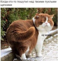"Заведи кота, будет весело", говорили они: 25 котов, которым плевать на всё