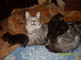 "Заведи кота, будет весело", говорили они: 25 котов, которым плевать на всё
