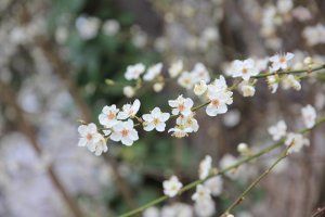 я в феврале в Сочи ездил, и очень расстроился когда увидел цветущую вишню. чому у них так хорошо (