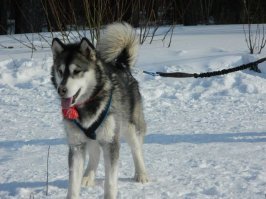 у меня тоже почти волк )))