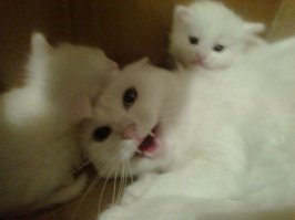 Котопост