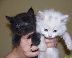 Субботний котопост