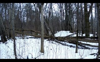 Найдите котика