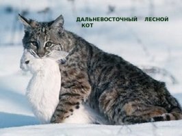 Нашла бабушка маленького котенка, откормила молоком да сметанкою, вырос котенок Васенька крупноватым дык на натуральном всем, без химии чай! Ласковый был, послушный, никогда бабушку не расстраивал -любил сидеть и дремать на высоком месте -на шкафу иль на полке какой...

И решили как то к бабушке в дом в ее отсутствие залезть воры ...глупые воры - все что можно было у старушки выгребли и напоследок в прихожей шапку меховую с вешалки схватили...  полицию вызвали соседи услышав душераздирающие крики - вся прихожая была в крови (включая потолок), а воры подвывали сидя в чулане. Бабулька причитала гладя своего Васеньку "бедненький, как не убили душегубцы окаянные, котика только!" Полиция роняла челюсти и чесала затылки -