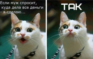 Котопост