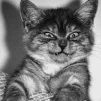 "Заведи кота, будет весело", говорили они: 25 котов, которым плевать на всё