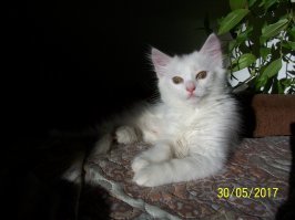 Кошки, которые ждут тепла больше, чем кто-либо