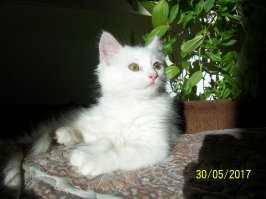 Кошки, которые ждут тепла больше, чем кто-либо