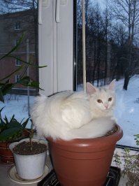 Кошки, которые ждут тепла больше, чем кто-либо