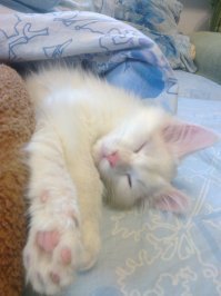 Кошки, которые ждут тепла больше, чем кто-либо
