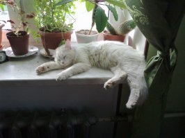 Кошки, которые ждут тепла больше, чем кто-либо