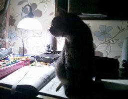 "Заведи кота, будет весело", говорили они: 25 котов, которым плевать на всё