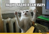 "Заведи кота, будет весело", говорили они: 25 котов, которым плевать на всё