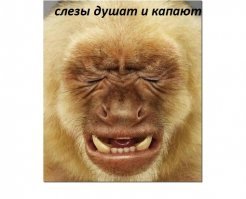Спасение пчелок