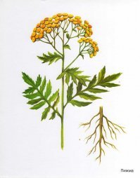 Если учесть, что это больше похоже на пижму