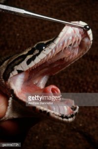 Вообще страшная штука, зубы у них как у щуки и принцип тот же: