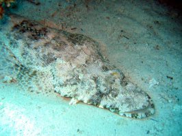 Рыба-крокодил, Red Sea